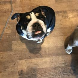 Hela - Bulldog