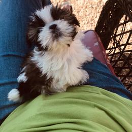 Shih Tzu Puppies from Willow Lane Shih Tzus