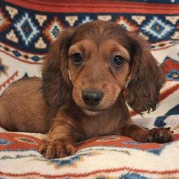 Clyde - Sable male Dachshund puppy in Branford, Florida from Mbjs Doxies and chihuahuas