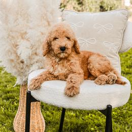 Blue collar boy - Apricot male Goldendoodle puppy in Spokane, Washington from Dream Doodles in Spokane WA