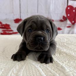Sam - Gray male Cane Corso puppy in Loogootee, Indiana from Walnut Creek Cane Corso