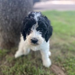 Light Blue Collar Girl - Black and white Bernedoodle puppy in Phoenix, Arizona from Sunshine Pups
