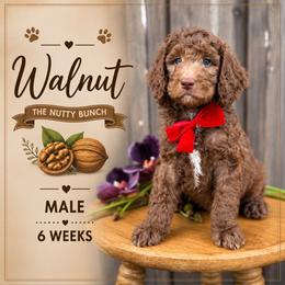Walnut - Chocolate male Goldendoodle puppy in Miami, Florida from Jade’s Paws & Co. Of Miami LLC