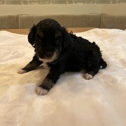 Spring - Tri-color female Bernedoodle puppy in Payson, Utah from Country Sky Doodles