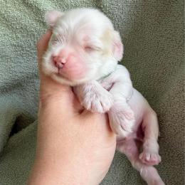 Clover - Red and white male Cocker Spaniel puppy in Delphi, Indiana from Benchmark Cockers