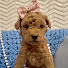 Anya - Red  female Poodle puppy in Greenville, North Carolina from Royal Paws, LLC