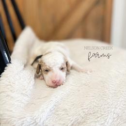 Shamrock - Parti male Maltipoo puppy in Huntsville, Texas from Nelson Creek Farms
