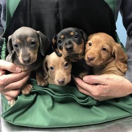 Dachshunds from Gracy's Dachshunds
