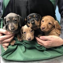 Dachshunds from Gracy's Dachshunds