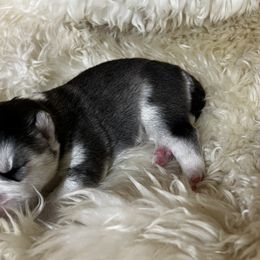 Goldendoodle and Siberian Husky Puppies from All American Pups