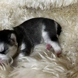 Goldendoodle and Siberian Husky Puppies from All American Pups