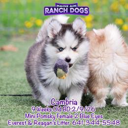 Cambria - Black and white female Pomsky puppy in Humeston, Iowa from M.A.R. Dogs
