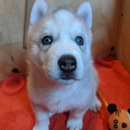 Siberian Husky Puppies from Tranton Kennels