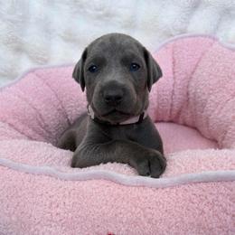 Kaida - Blue and rust female Doberman Pinscher puppy in Brookfield, Wisconsin from Haus of Hound