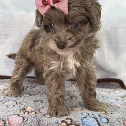 Remi - Fawn female Companion Cross puppy in Lancaster, Kentucky from Dream Paws Puppies, LLC