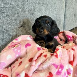 Boy 1 - Black and tan male Dachshund puppy in Crossville, Tennessee from Golden Critter Farm