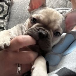 Fawn Sable - Fawn French Bulldog puppy in Medina, Ohio from Frenchies Du Jour