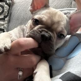 Fawn Sable - Fawn French Bulldog puppy in Medina, Ohio from Frenchies Du Jour