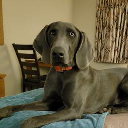 Bash - Weimaraner