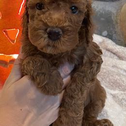 "Cinnamon (Boy) 5 Weeks" Goldendoodle Puppies from Oregon Doodle
