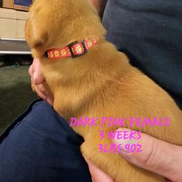 Dark pink female - Yellow female Labrador Retriever puppy in Appling, Georgia from Kelley's Red Clay Labradors