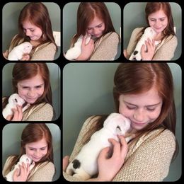 Bulldog and French Bulldog Puppies from Crystals Bulldog Bungalow