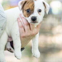 Cupcake - Sporty Mix puppy in Burnsville, Minnesota from Puzzle Dogs