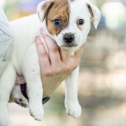 Cupcake - Sporty Mix puppy in Burnsville, Minnesota from Puzzle Dogs