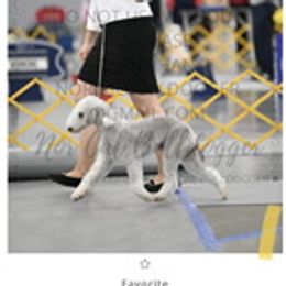 Olivia - Bedlington Terrier