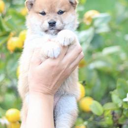 Sunny - Red female Shiba Inu puppy in Napa, California from Shinin Shibas