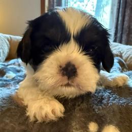 Jack - Tri-color male Cavalier King Charles Spaniel puppy in Saint Paul, Minnesota from Amy’s Puppy Tzu