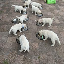 Golden Retriever Puppies from MC Goldens