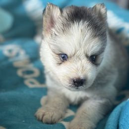 Star - Silver and white male Pomsky puppy in Gunter, Texas from The Painted Pomsky