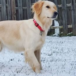 Sweetpea - Golden Retriever