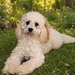 Maple - Cavapoo