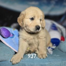 Quasar (brown) - Golden male Golden Retriever puppy in Gainesville, Florida from Heart and Soul Dog Breeding, Inc.
