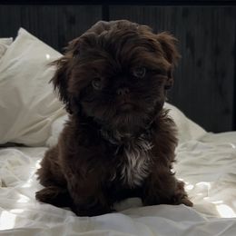 Shih Tzus from Shih Tzu Fam