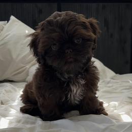 Shih Tzus from Shih Tzu Fam