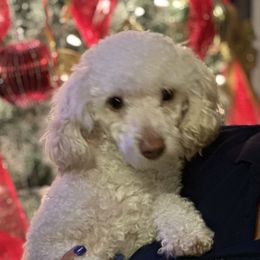 Fefe - Poodle