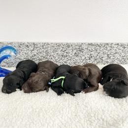 Boy 1 - Black and white male Portuguese Water Dog puppy in Grants Pass, Oregon from Rogue River Portuguese Water Dogs