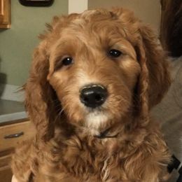 Goldendoodle Puppies from Carefree Goldendoodles