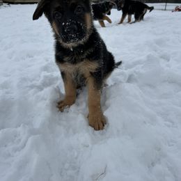 Green Girl - German Shepherd puppy in New York from Vom Kalte Stadt