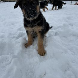 Green Girl - German Shepherd puppy in New York from Vom Kalte Stadt