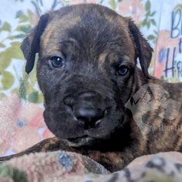 Molosser (Bully x) Puppies from Riot River Mastiffs