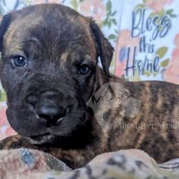 Molosser (Bully x) Puppies from Riot River Mastiffs