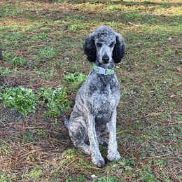 Bert - Poodle