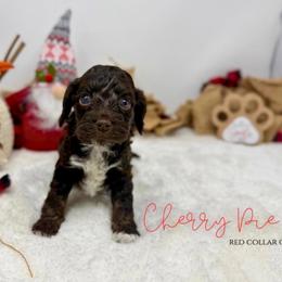 Cherry Pie - Brown white and tan female Cockapoo puppy in Oologah, Oklahoma from Timber Hills Poodles and Doodles