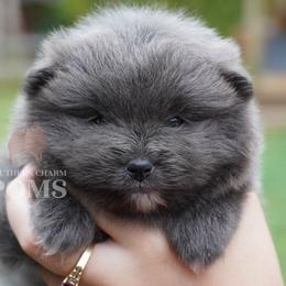 Bella - Blue female Pomeranian puppy in Kingston, Georgia from Southern Charm Poms