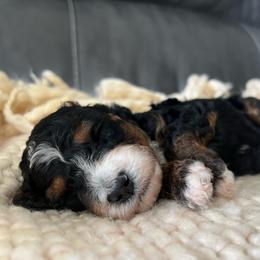 Waylon - Black male Goldendoodle puppy in Ottawa, Ohio from Simply Beautiful Goldendoodles