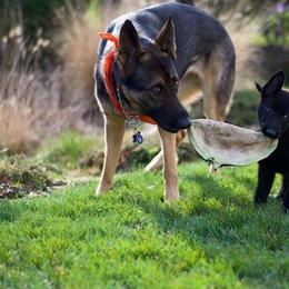 German Shepherd Puppies from Shenandoah German Shepherds